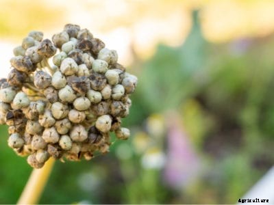 What Is Onion Bolting And How To Keep An Onion From Bolting