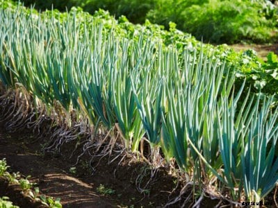 Growing Scallions – How To Plant Scallions