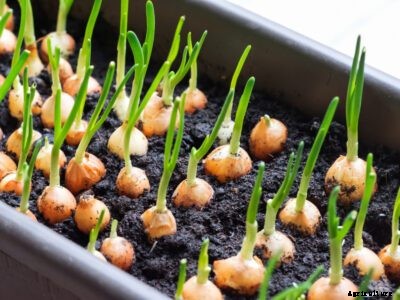 Growing Onion Seed: Planting Onion Seeds In The Garden