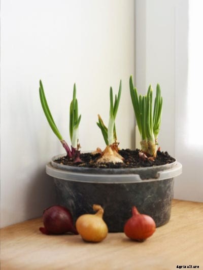 Growing Onions In Container Gardens