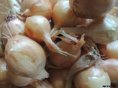 How To Store Onion Sets: Storing Onions For Planting