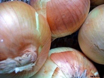 Onion Info – Tips For Growing Big Onions