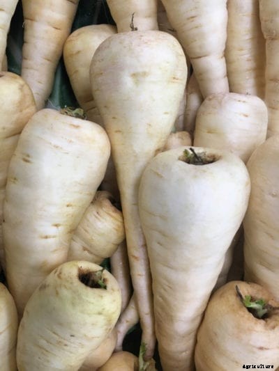 Guide To Parsnip Diseases – How To Treat Sick Parsnips In The Garden