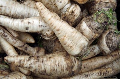 Harvesting Parsnips In Winter: How To Grow A Winter Parsnip Crop