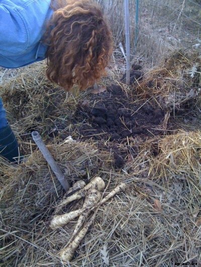 Can You Overwinter Parsnips – Tips For Parsnip Winter Care