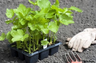 Container Grown Parsnips – Learn How To Grow Parsnips In A Container