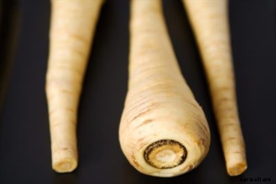 Growing Parsnips From Kitchen Scraps – Can You Regrow Parsnips From Tops