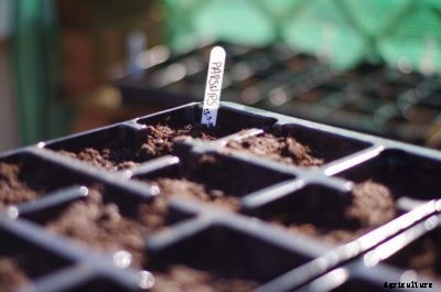 Seed Grown Parsnips: How To Grow Parsnips From Seed
