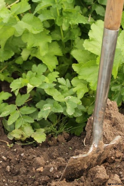 Parsnip Soil Requirements – Tips For Parsnip Growing Conditions