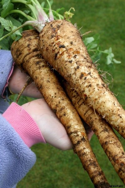 How To Prevent Forked Parsnips – Tips On Growing Parsnips In Cardboard Tubes