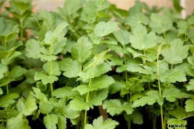 Parsnip Companion Planting – Choosing Plants That Grow With Parsnips