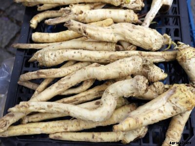 Parsnip Deformities: Learn About What Causes Deformed Parsnips