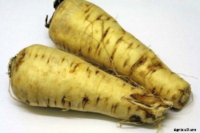 How To Grow Parsnips – Growing Parsnips In The Vegetable Garden