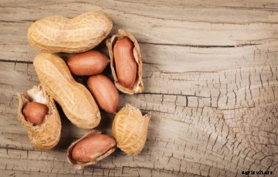 Valencia Peanut Info: Learn How To Grow Valencia Peanuts