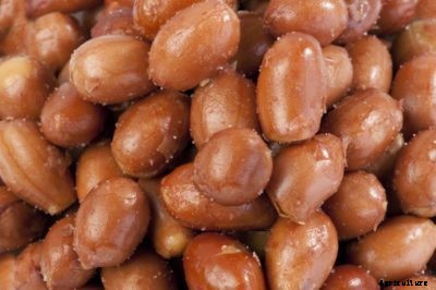 Spanish Peanut Information: Tips On Growing Spanish Peanuts In Gardens