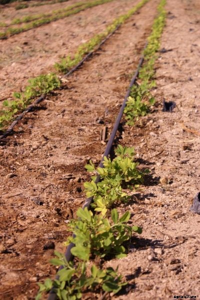 Watering Peanut Plants: How And When To Water A Peanut Plant