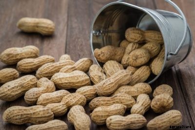 What Is A Virginia Peanut: Information On Planting Virginia Peanuts