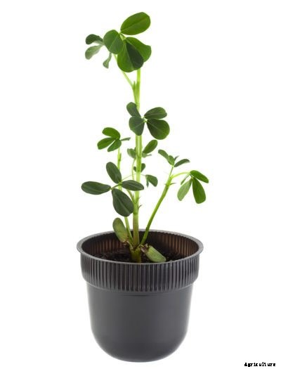 Indoor Peanut Growing – Learn How To Grow Peanuts Indoors