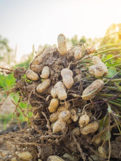 Runner Type Peanuts – Information About Runner Peanut Plants