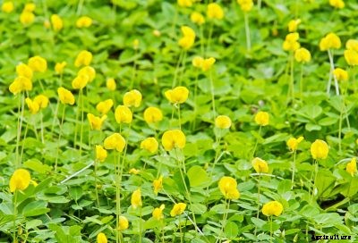 Groundcover Peanut Varieties: Using Peanut Plants As Groundcover