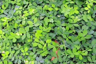 Using Peanuts To Improve Soil – What Are Benefits Of Peanuts In Soil