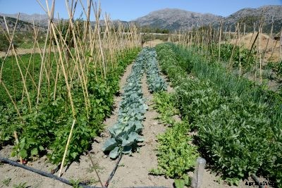 Peanut Companion Plants – Learn About Companion Planting With Peanuts