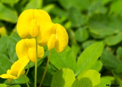 Perennial Peanut Plants – Caring For Ornamental Peanuts In The Garden