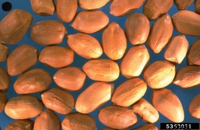 Planting Peanut Seeds: How Do You Plant Peanut Seeds