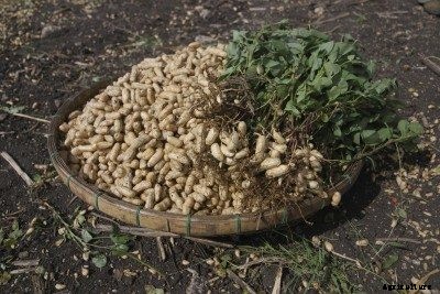 Peanut Storing: Learn About Post Harvest Peanut Curing