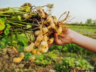 Plant Your Own Peanuts – How To Grow Peanuts