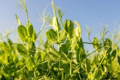 Pea Plants With No Pods: Top Reasons Why Pea Pods Won’t Form