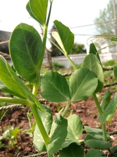 What Are Wando Peas – Care Guidelines For Pea ‘Wando’ Variety