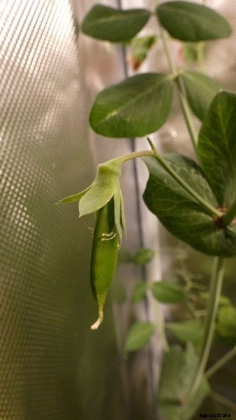 Growing Peas Indoors – Learn How To Grow Peas Inside