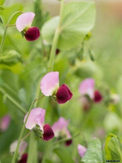 Pea ‘Dwarf Gray Sugar’ – Tips On Caring For Dwarf Gray Sugar Peas