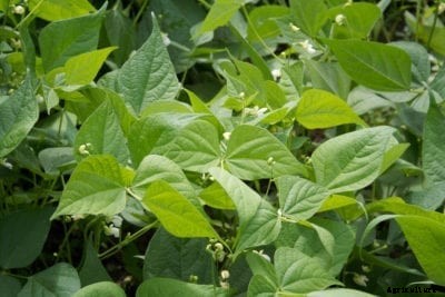 Snowflake Pea Info: Learn About Growing Snowflake Peas