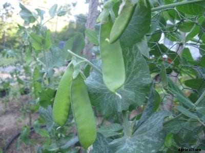 Pea ‘Oregon Sugar Pod’ Info: How To Grow Oregon Sugar Pod Peas