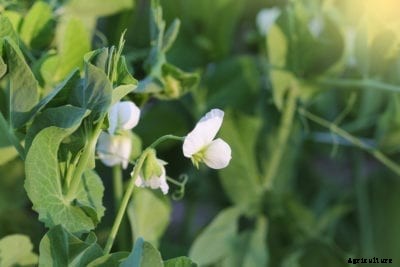 What Are Daybreak Peas – How To Grow Daybreak Peas In Gardens
