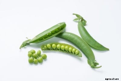 Pea ‘Super Snappy’ Care – How To Grow Super Snappy Garden Peas