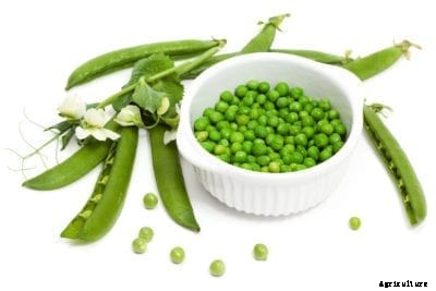 Thomas Laxton Pea Planting – How To Grow Thomas Laxton Peas