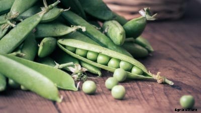 Survivor Pea Cultivation – Growing Survivor Peas In The Garden