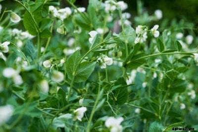 Spring Pea Cultivar – How To Grow A Pea ‘Spring’ Plant Variety
