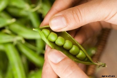 What Are Mr. Big Peas – How To Grow Mr. Big Peas In Gardens