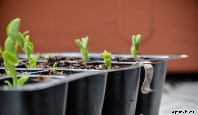 Little Marvel Pea Plants: Tips For Growing Little Marvel Peas