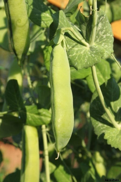 Early Perfection Pea Info – How To Grow Dark Seeded Early Perfection Peas