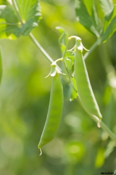 Avalanche Pea Cultivation: Learn About The Pea ‘Avalanche’ Variety