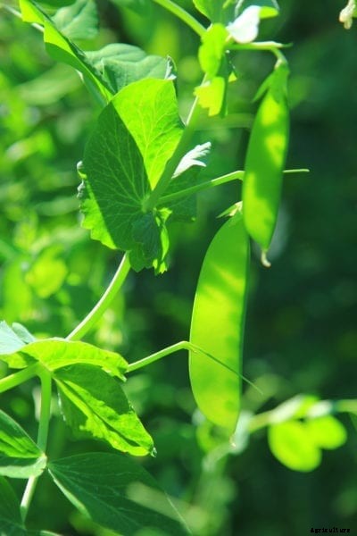 What Are Edible Pod Peas: Learn About Peas With Edible Pods