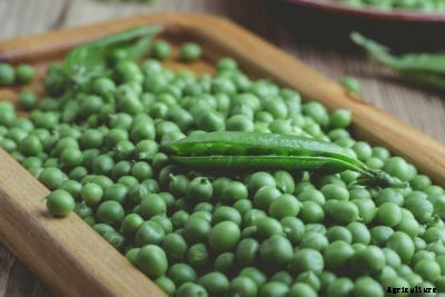 Peas For Shelling: What Are Some Common Shelling Pea Varieties