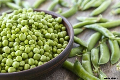 Maestro Pea Plants – How To Grow Maestro Shelling Peas