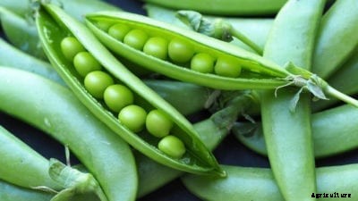 Misty Shell Pea Plants – Learn How To Grow Misty Peas In Gardens