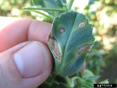 What Is Pea Ascochyta Blight – How To Deal With Ascochyta Blight Of Peas